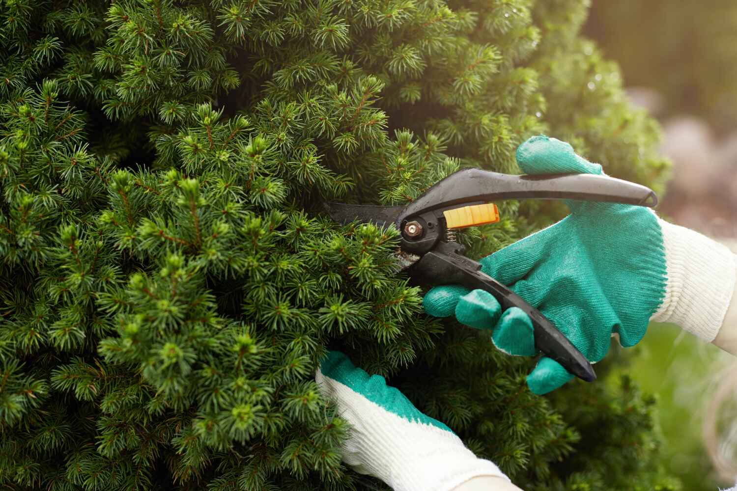 Tree Health Inspection in Washington, IL